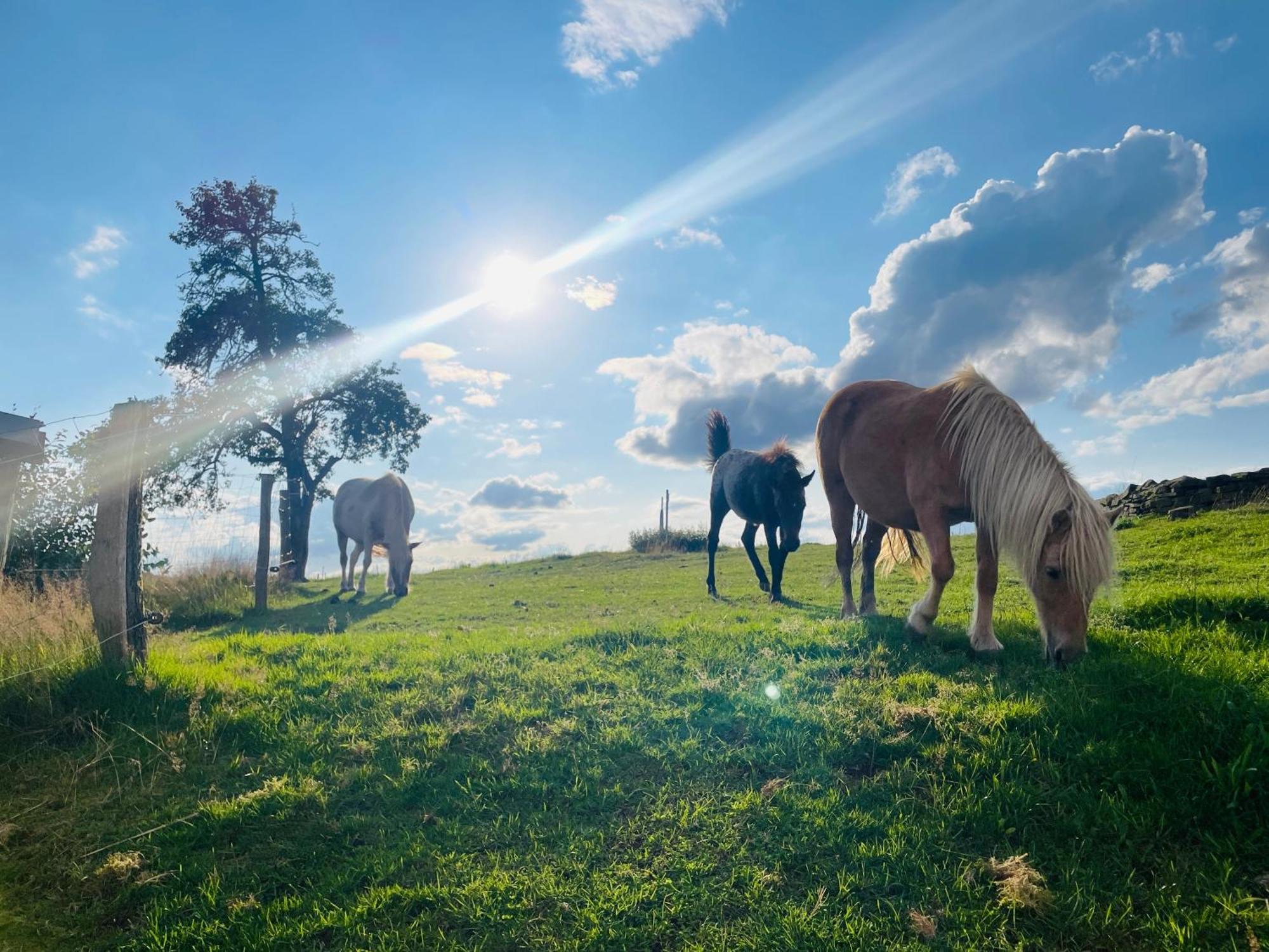 Auszeit Altenhorst, Gartenferienwohnung Schalksmuhle Luaran gambar